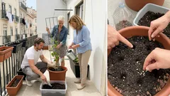 Pepino em vaso na varanda: o que preparar, quando semear e como conduzir a planta até à colheita