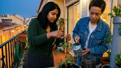 Tomates em casa, mesmo numa varanda pequena: o essencial para colher no ponto certo