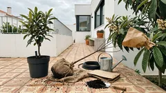 Como plantar uma nespereira no quintal e não falhar a colheita de fim de inverno