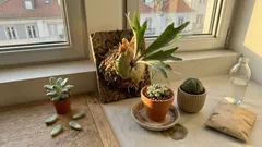 Guia de plantas exóticas: 15 espécies para interior, varanda e jardim (e cuidados para evitar surpresas)
