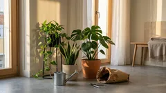 Por que 10 minutos com plantas de interior podem aliviar a tensão — e onde a ciência ainda é cautelosa