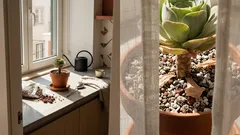 A “rosa” das suculentas: como cuidar da Greenovia (e o detalhe do verão que muita gente ignora)