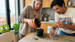 Germinar um caroço de abacate em casa: do copo de água ao vaso — e o que muda na rega quando chega o frio