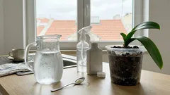 Está a adubar a sua orquídea em excesso? O guia prático do NPK, das doses e da “lavagem” que faz diferença