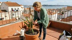 Pitaya em vaso: o pormenor noturno que faz a diferença na colheita