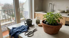 Stévia em vaso ou no jardim: cuidados simples para colher folhas doces (e um truque para a infusão)