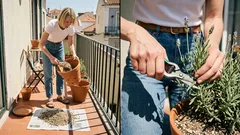 Como plantar e cuidar da alfazema em vaso ou no jardim: o detalhe da rega que faz toda a diferença