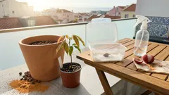 Lichieira em casa: do caroço ao vaso, os cuidados que fazem a diferença — e como aumentar a frutificação