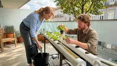 Alface hidropónica em casa: o sistema NFT e os controlos que evitam falhas na primeira colheita