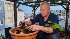 Como plantar kiwi em casa — os pormenores que fazem a diferença para dar fruto