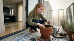 Tulipas em vaso: o truque do frio e o que fazer depois da floração